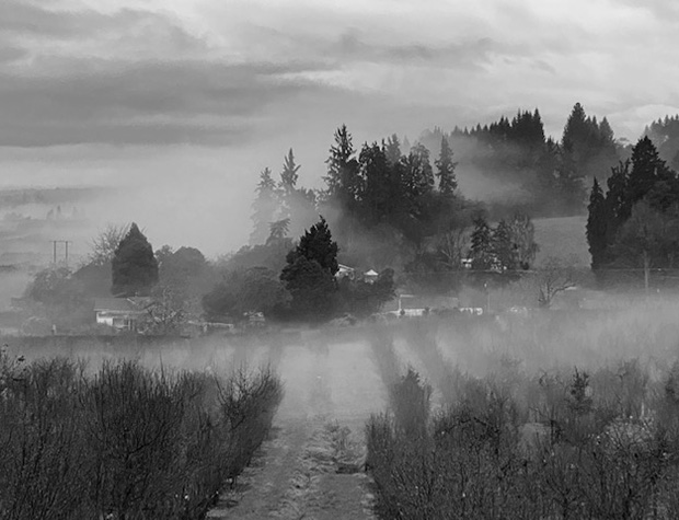 Misty view of truffiere