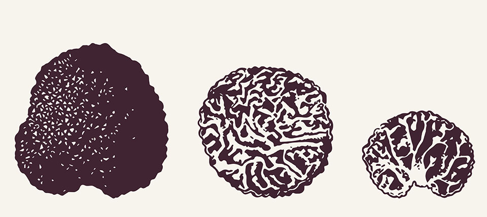 Truffle illustrations